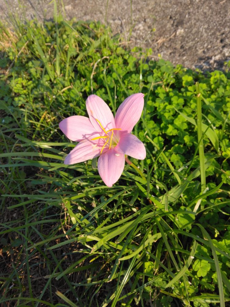 【秋号】心して見る